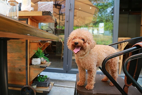 Dog-standing-on-chair